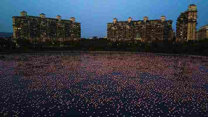 Record number of flamingos paint Mumbai pink during lockdown