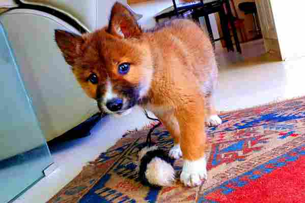 Bird of prey drops endangered dingo in Australian backyard