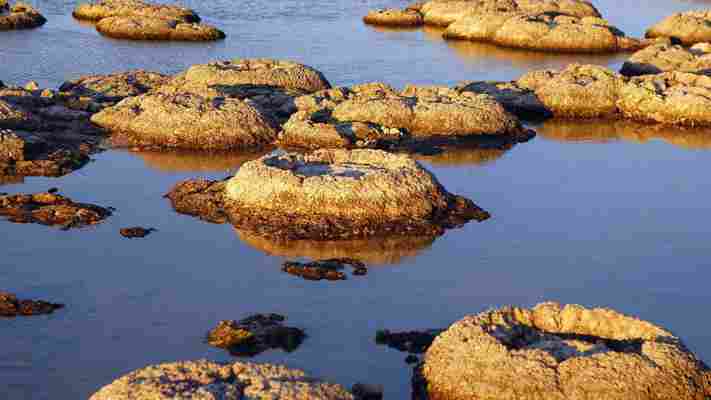 Stromatolites: The Earth’s oldest living lifeforms