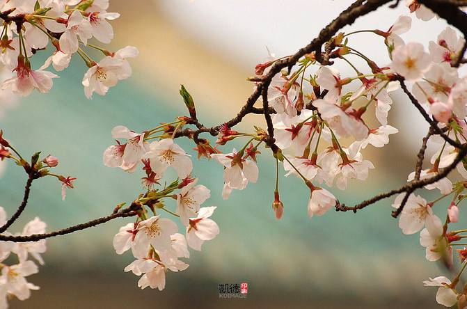 Wuhan Cherry Blossom Travel Photography Guide