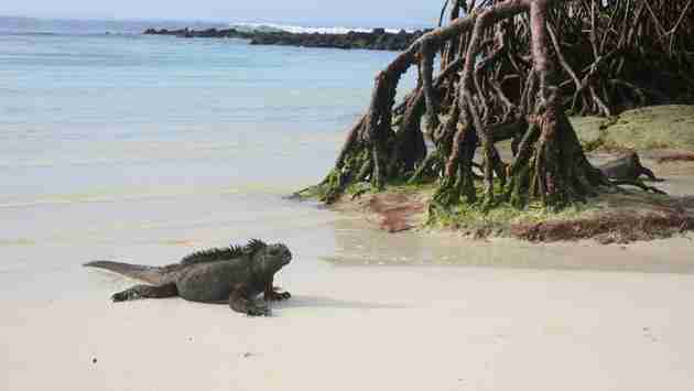 Lindblad Expeditions, Island Conservation Launch Galápagos Relief Fund