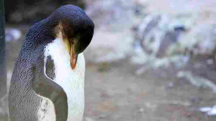 New Zealand's endangered penguin hospital